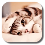 lazy cat android application logo